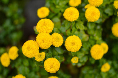 MAHYCO HYBRID TINDA marigold/gende ka phool flower seeds Seed(25 per packet)
