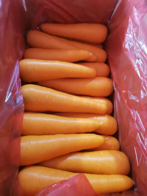ZIFR Organic Orange Carrot Seed(300 per packet)