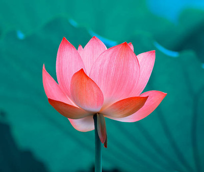 Alberts lotus,kamal gatta Seed(14 per packet)