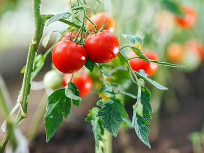 GREENSEA High Yielding Tomato Seeds for Home Gardening Seed(82 per packet)