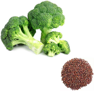 CYBEXIS HUA-48 - F1 Green Broccoli - (450 Seeds) Seed(450 per packet)