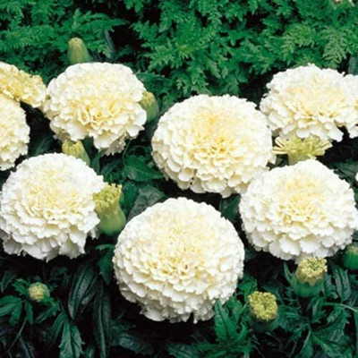 Aywal Marigold F2 Dwarf Double Orange Flower Seed(1 per packet)