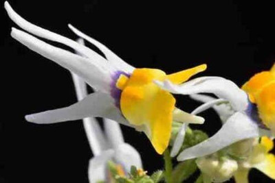 LPR NEMESIA Seed(100 per packet)