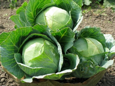 KNESSiN Cabbage Danish Ballhead Seed(200 per packet)