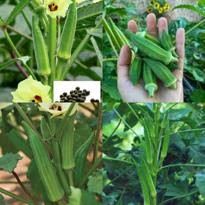 ibains Bhindi seeds 11 Seed(11 per packet)