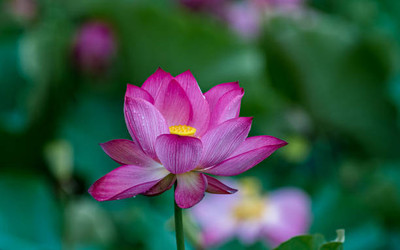 Mozetto lotus,kamal gatta Seed(11 per packet)