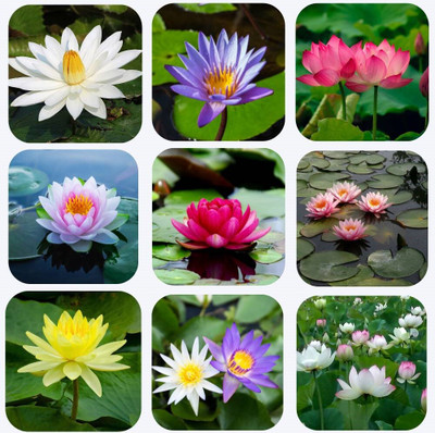 DEYS AGRO ™ lotus mix color seeds flower Seed(27 per packet)