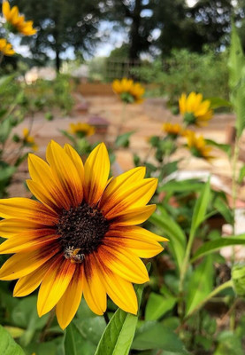 BSARKAR Colorful Hybrid miniature/mini sunflower seed Seed(25 per packet)