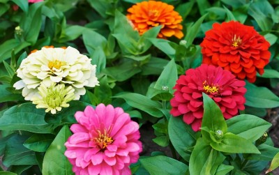 CEZIUS Flowering Seeds for Home Gardening Zinnia ''Bennarys Giant Mix'' Seed(50 per packet)