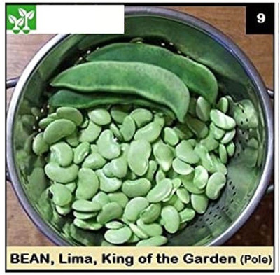 CYBEXIS LIMA KING OF THE GARDEN POLE BEAN400 Seeds Seed(400 per packet)