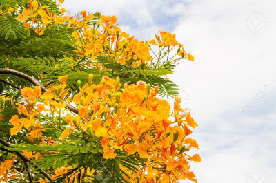 LYRS Yellow Pila Gulmohar Tree FlowerSeed For Home Planting - 120 Seed(120 per packet)