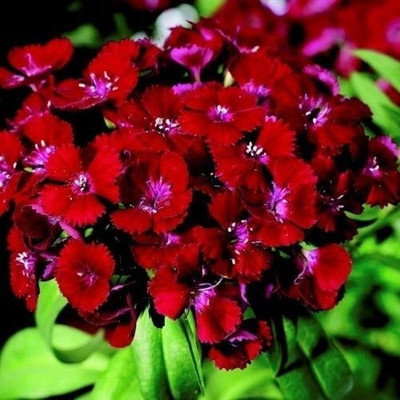 Aywal Sweet William Mix F1 Hybrid Flower Seed(90 per packet)