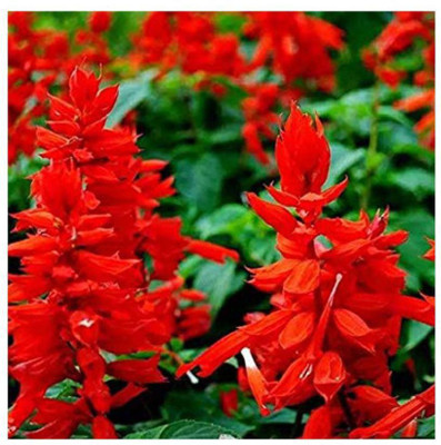 VINSEE Salvia splendens Flower Seed(50 per packet)
