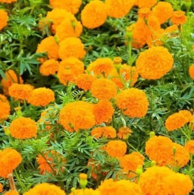 MAA Mairgold Orange Seed(20 per packet)