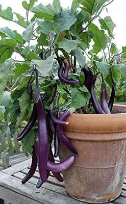 DEYS AGRO ™ High Yield hybrid brinjal seeds for Home Gardening Seed(170 per packet)