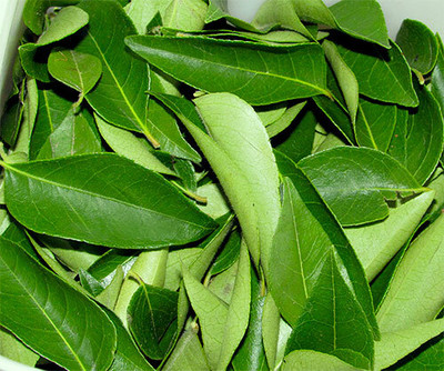 BDSresolve Kadi Patta leaves seeds/curry leaves seed 11 Seed(11 per packet)