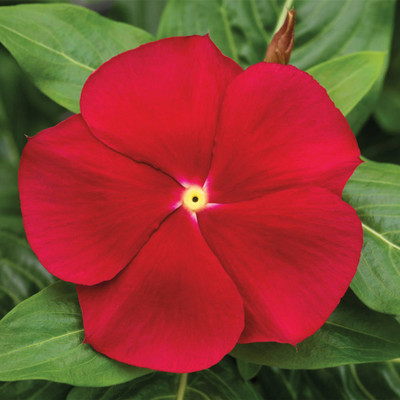Mozette Exotic vinca Seed(35 per packet)
