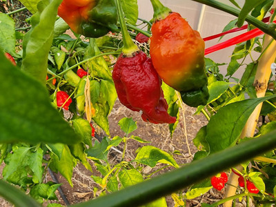 Biosnyg Easy to Grow Red Apocalypse Chilli Vegetable Seeds For Gardening-(2000 Seeds) Seed(2000 per packet)