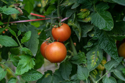 parrot creation tomato Seed(140 per packet)