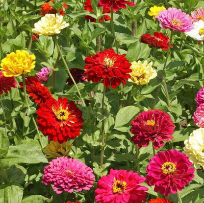 UGRA ZINNIA - Scabiosa Flowered Mixed Seed(20 per packet)