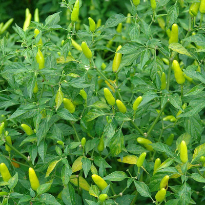 KNESSiN Millet Chilli Seed(200 per packet)