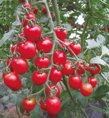 CYBEXIS Organic Tomato Seeds Capsules2000 Seeds Seed(2000 per packet)