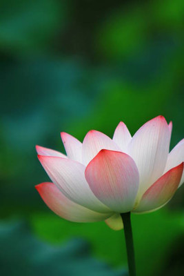 Rawmest lotus,kamal gatta Seed(10 per packet)