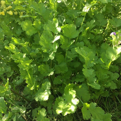 ZIXA Coriander- Eureka Slow Bolt Seed(1500 per packet)