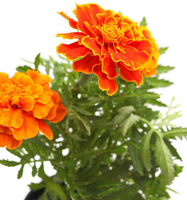 AFARTIOBINA 159 Pc MariGold/Gainda Seed Seed(159 per packet)