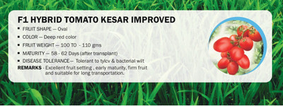 CYBEXIS F1 HYBRID TOMATO KESAR IMPROVED(2500 Seeds) Seed(2500 per packet)