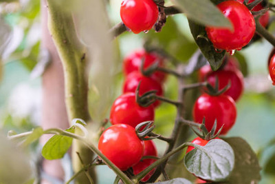 ALOCHUZ tomato Seed(70 per packet)