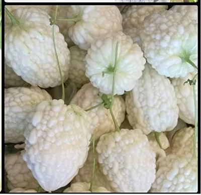 Qualtivate PUA-2A Bitter Gourd White Long High Yield Seed(50 per packet)