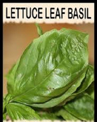 WILLVINE VXI-72 Basil,Lettuce Leaf Seed(1000 per packet)