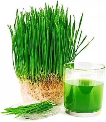 KNESSiN Wheat Grass | Cat Grass Seed(5000 per packet)