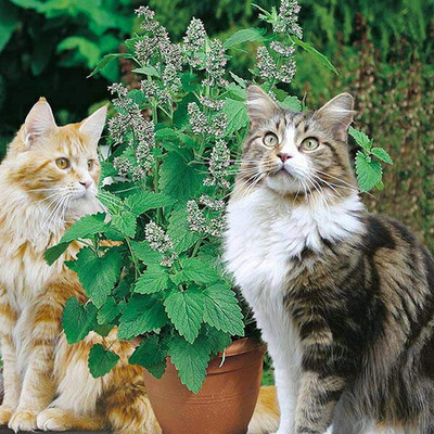 VibeX KGF -88 - Catnip Mint - (1500 Seeds) Seed(1500 per packet)