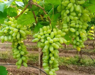 Aro Grapes, Green Grapes Seed(10 per packet)