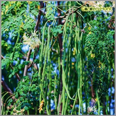 Qualtivate ® Dwarf Hybrid PKM 2 Drumstick Seeds Moringa Oleifera Seed(32 per packet)