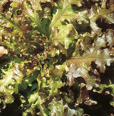 KNESSiN Lettuce Red Salad Bowl Seed(1250 per packet)