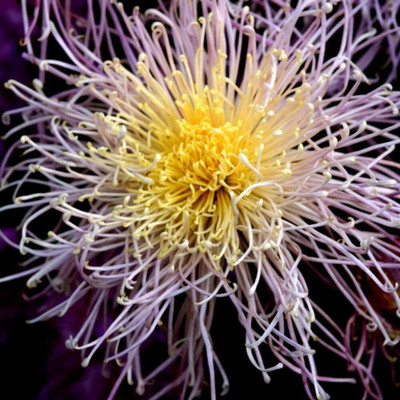 Qualtivate GBPUT-99 Chrysanthemum Seeds Unique Appearance Flower Seed(25 per packet)