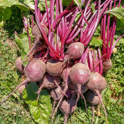 Arshiayat Beetroot-Chukundar F1 Hybrid Red Express Seed(120 per packet)