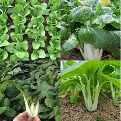 sbains Pakchoi Seeds no of seeds 16 Seed(16 per packet)