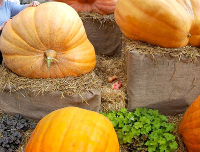 KNESSiN Hybrid Giant Pumpkin Seeds For Kitchen Gardening (60 Seeds) Seed(60 per packet)