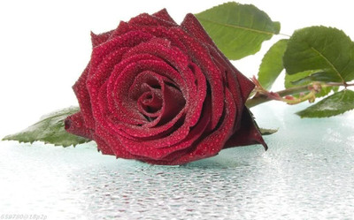 Qualtivate RES-2A Red Rose Flower Seeds Seed(25 per packet)