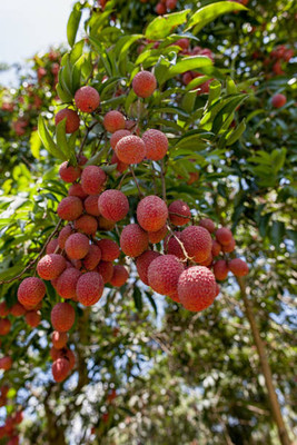 MAA LITCHI,LICHEE,LYCHEE Seed(10 per packet)
