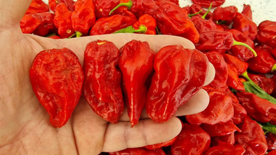Biosnyg Hybrid 7 Pot Lobotomy Red Chilli Vegetable Seeds For Planting-(4000 Seeds) Seed(4000 per packet)
