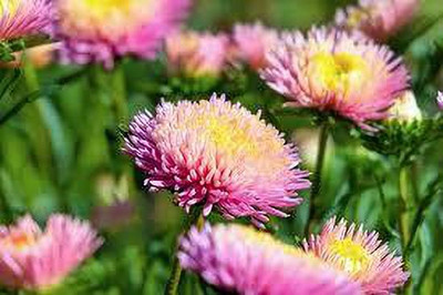greenfarm Aster flower seeds mixed pure organic A72 Seed(100 per packet)