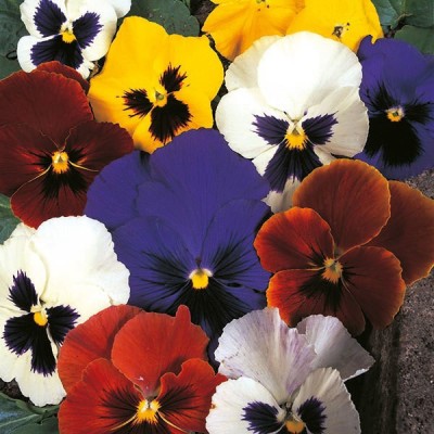 OGIVA Pansy Swiss Giant Series Seed(500 per packet)