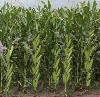 HYBRID 1kg, Hybrid corn seeds, maize seeds highest yield Verity Seed(900 g)