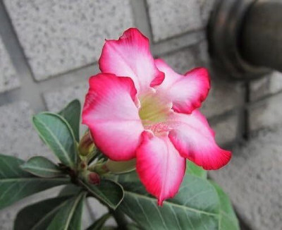 Qualtivate LXI-213 Adenium Obesum Desert Rose Seed(30 per packet)