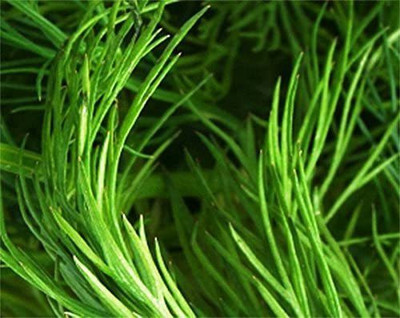 CYBEXIS ATS-50 - Cool-Weather Florence Fennel (Finnochio) - (750 Seeds) Seed(750 per packet)